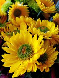 Close-up of yellow sunflower blooming outdoors
