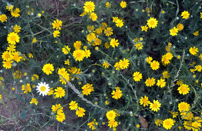 High angle view of yellow flowering plants