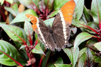 Close-up of butterfly on leaves