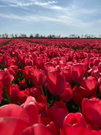 Close-up of red flowering plants on field against sky