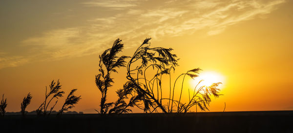 Silhouette plant against sky during sunset