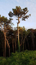 Trees in forest against sky