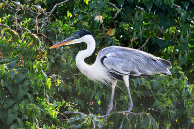 High angle view of gray heron perching on plant