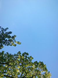 Low angle view of tree against blue sky