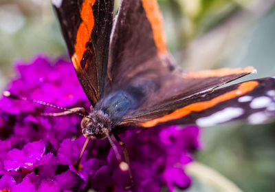 Close-up of butterfly on purple flower