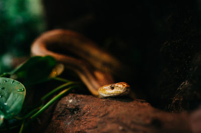 Close-up of snake on rock at night