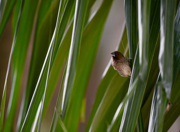Close-up of a bird on plants