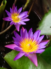 Close-up of lotus water lily in pond