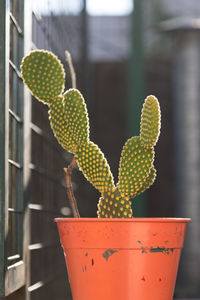 Close-up of succulent plant in pot