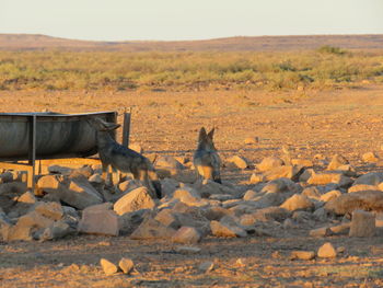 Jackal fox pair in nature desert southern namibia