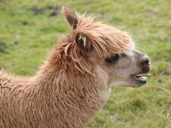 Close-up of a horse on field