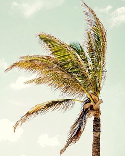 Low angle view of palm tree against cloudy sky