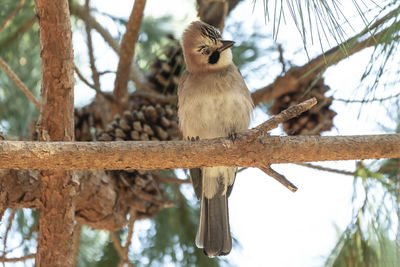 Low angle view of bird perching on tree