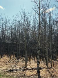 Bare trees in forest against sky