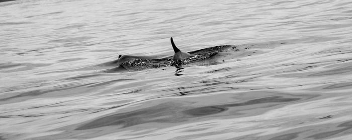 Fish swimming in sea