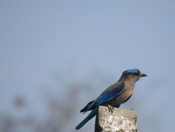 Bird perching on a rock