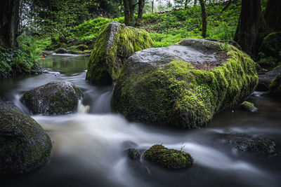 Scenic view of waterfall in forest