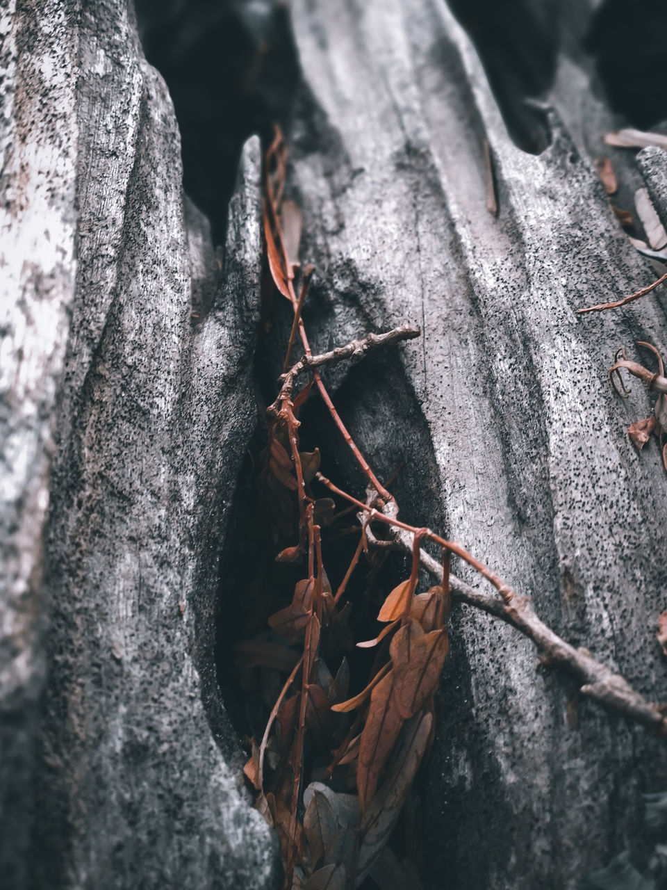 CLOSE-UP OF DEAD PLANT