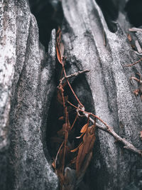 Close-up of dry leaves on tree trunk