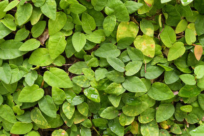 Full frame shot of leaves