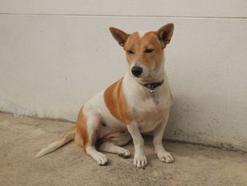 Portrait of dog sitting on wall