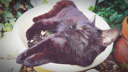 Close-up of snake relaxing on plant