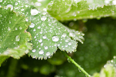 Close-up of water drops on leaf