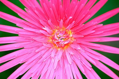 Close-up of pink flowers