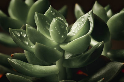 Close-up of wet succulent plant