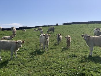 Flock of sheep on field against clear sky