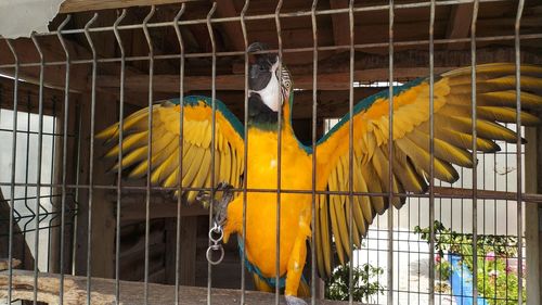 Close-up of yellow bird perching in cage at zoo