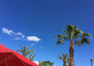 Low angle view of coconut palm trees against blue sky