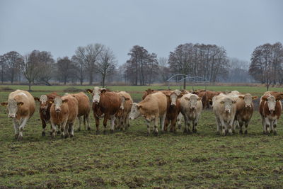 Cows on field against sky