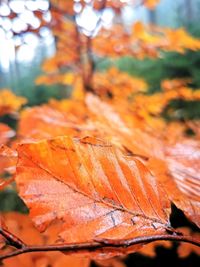 Close-up of maple leaf on tree during autumn