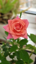 Close-up of pink rose