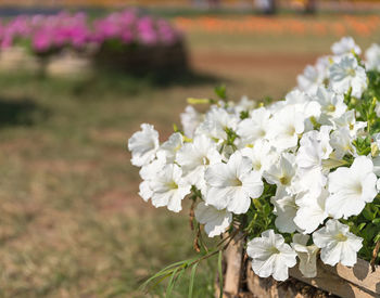 Close-up of white flowering plant on field