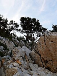 Trees on cliff against sky