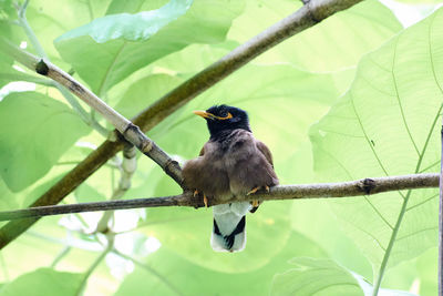 Low angle view of bird perching on branch