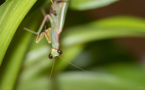 Close-up of praying mantis on plant