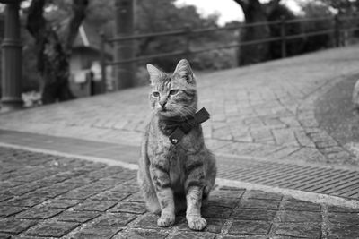 Cat on footpath
