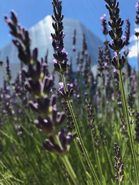 Close-up of purple flowering plants on field