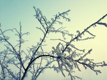 Low angle view of bare trees against sky