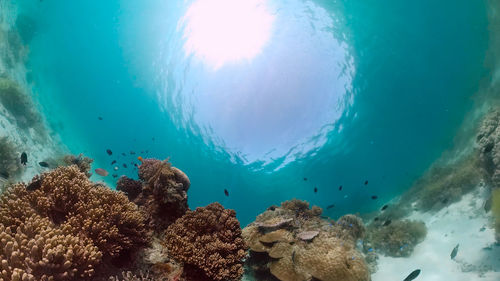 sea