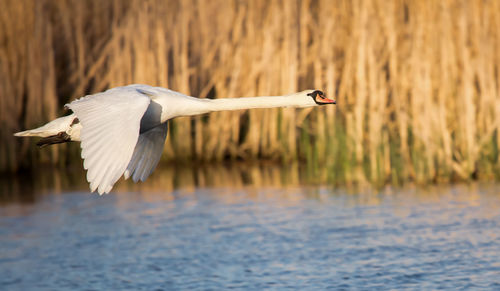 Close-up of gray heron flying over water