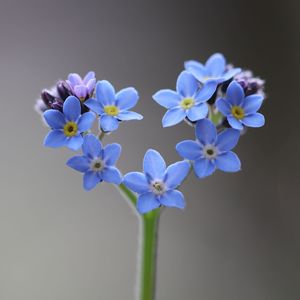 Close-up of purple flowers against blue background