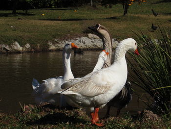 Ducks on lakeshore