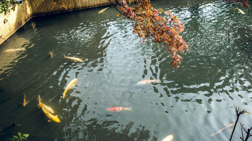 High angle view of koi carps swimming in lake