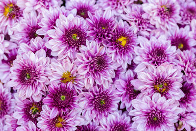 High angle view of pink flowering plants