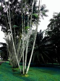 Palm trees on field against sky