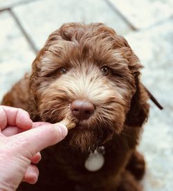 High angle view of person feeding dog